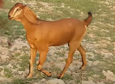 Beetal-Goat
