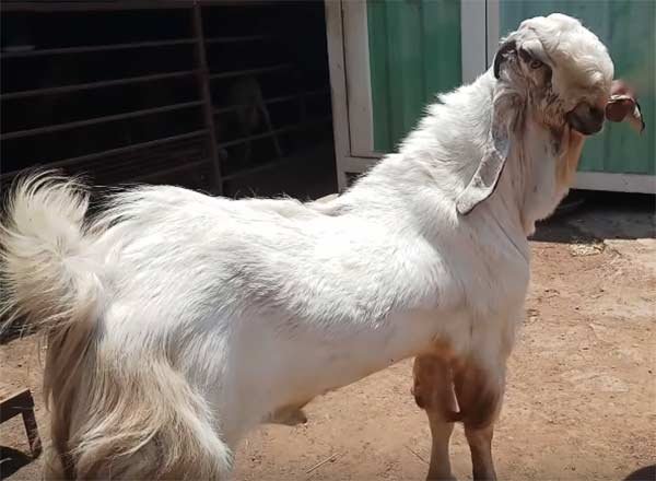 Jamunapari-Goat