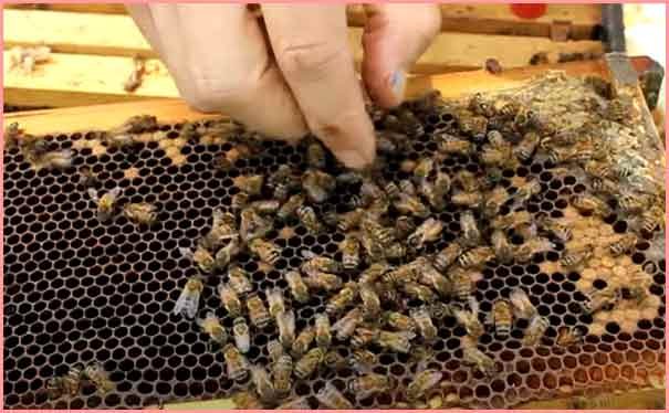 honey bee farming business hindi