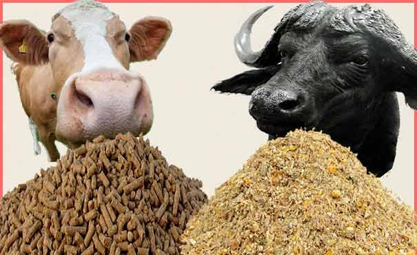 पशु आहार निर्माण बिजनेस। Cattle Feed Manufacturing Business Plan in Hindi.