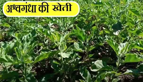 Ashwagandha Cultivation in India